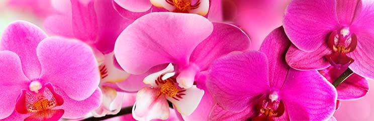 orchids slider